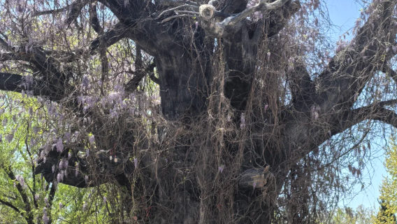 大槐樹半日遊【精品小團+深度講解】