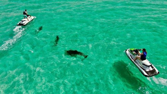 Excursión en moto acuática para ver delfines en Destin con Gilligan's Watersports