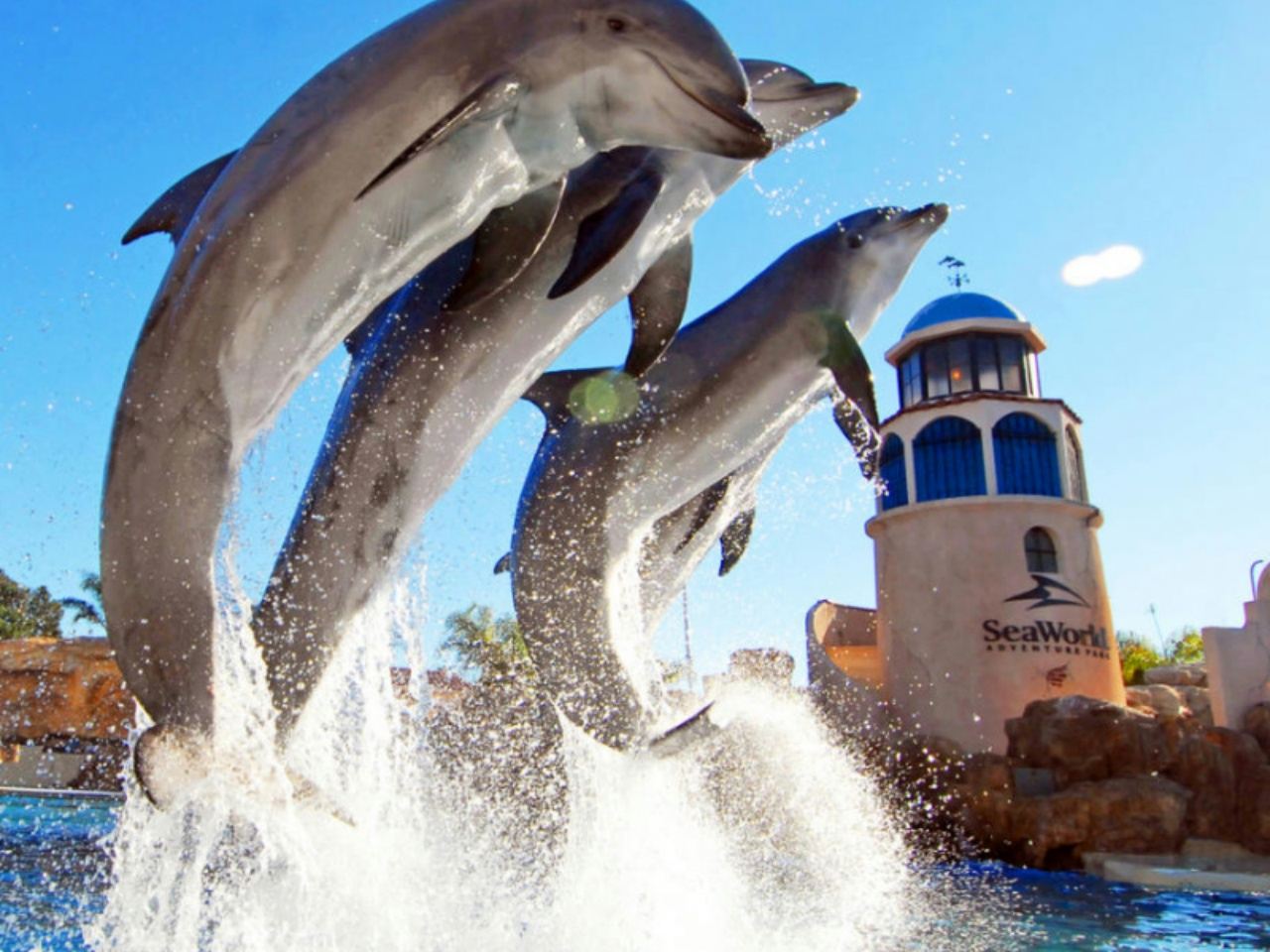 ロサンゼルス発 サンディエゴ オールド・タウン＆シーワールド ワンデーツアー 往復