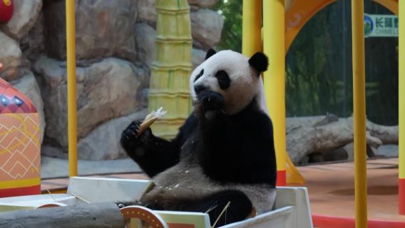 Excursion d'une journée/Journée entière VIP au parc animalier de Canton Chimelong avec accès rapide et transfert depuis votre hôtel