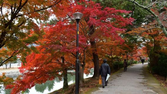 Uji: UNESCO Heritage & Tea Ceremony Walking Tour