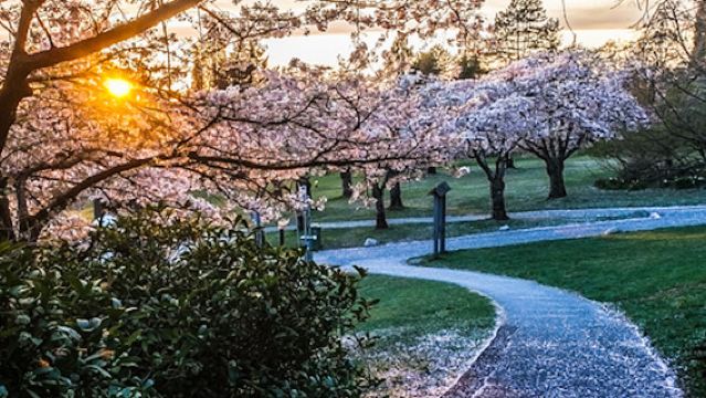 Pandangan bandar Vancouver eksklusif Taman Ratu Elizabeth + Dataran Kanada + Taman Stanley