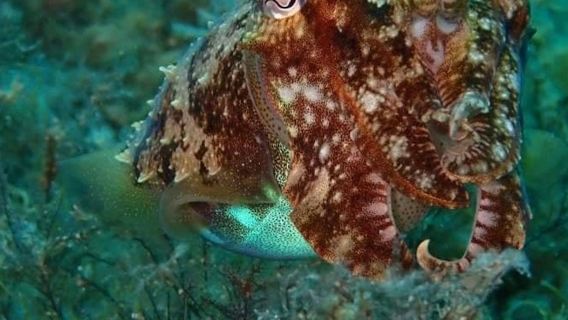 Blue Waters Dive Cove: corso PADI Open Water di 3 giorni