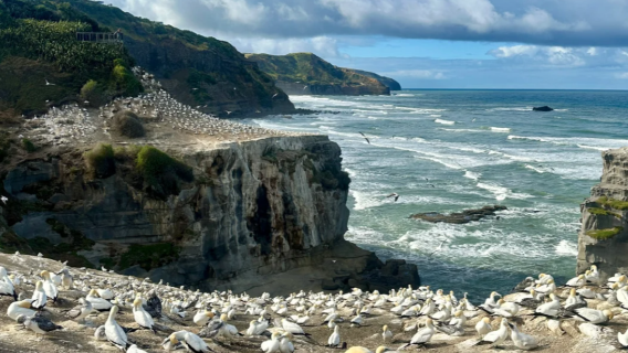 Berlepas dari Auckland, New Zealand: Lawatan sehari ke Pantai Pasir Hitam Piha dan Pulau Burung