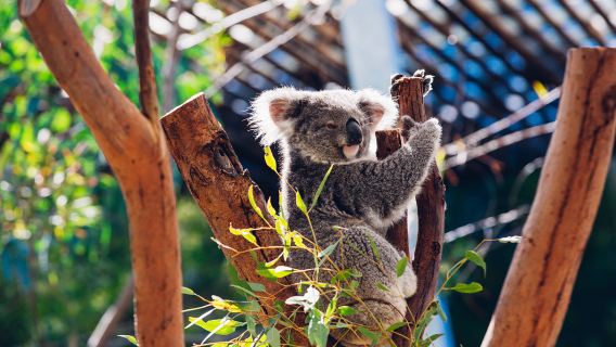Book Sydney Zoo Admission Tickets for New Year Attractions & Tours