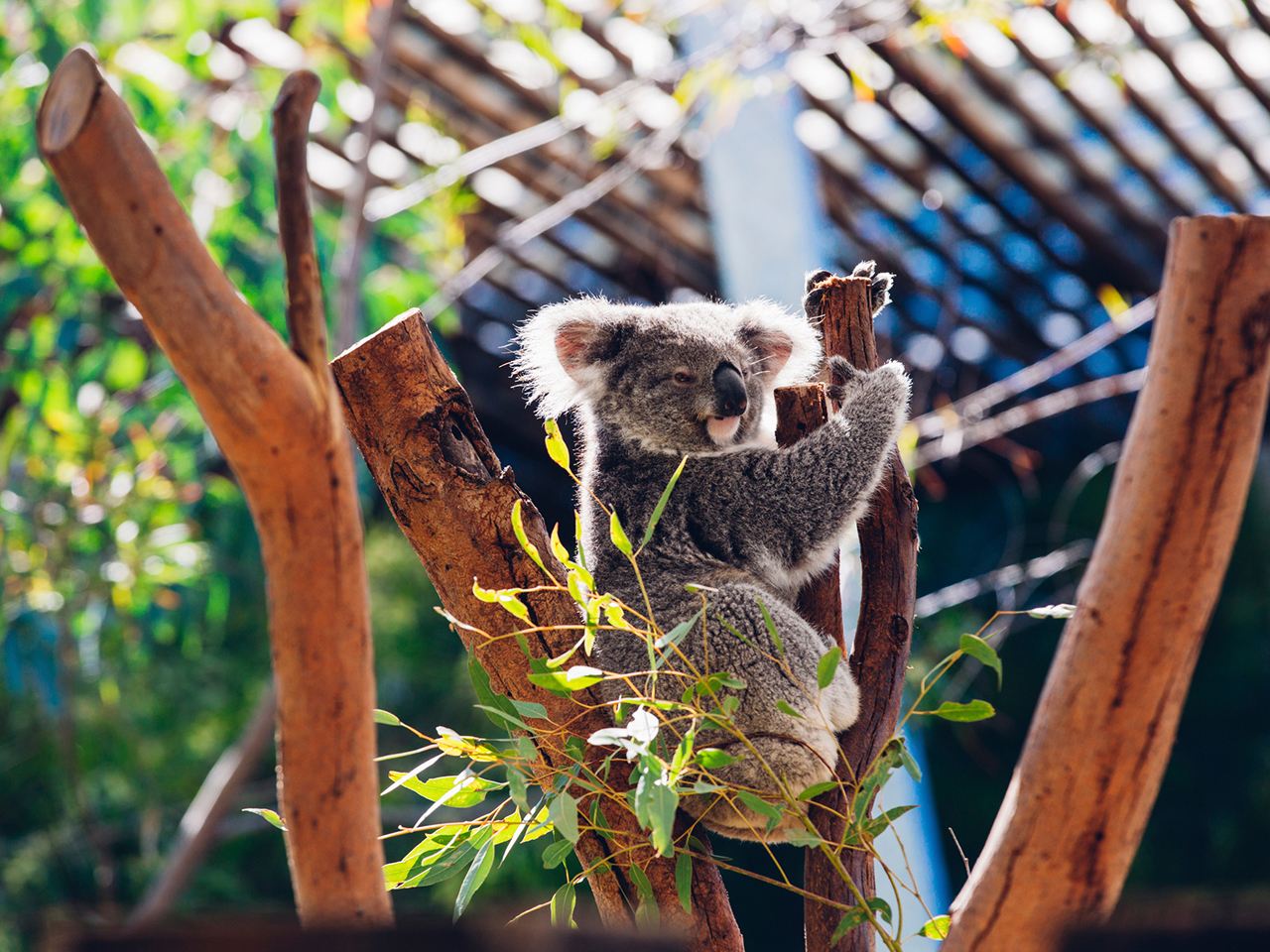 Book Sydney Zoo Admission Tickets for New Year Attractions & Tours