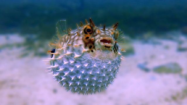 SEA LIFE 켈리 탈튼스 수족관+고래와 돌고래 발견+전쟁 기념 박물관 [일정 조정 가능]