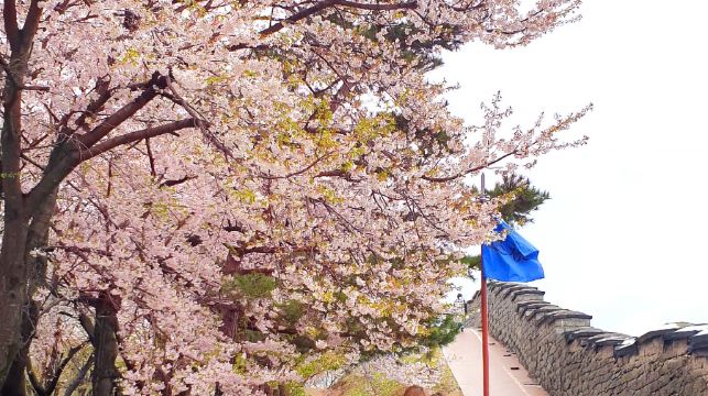 首尔出发｜水原华城 + 文殊寺 + 开心寺一日游