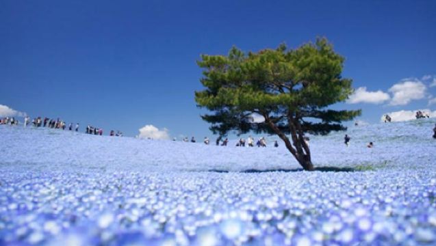 【新宿発】国営ひたち海浜公園ネモフィラ＋あしかがフラワーパーク夜間ライトアップ