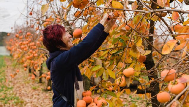 Fall limited edition in Sydney | 1-day tour for persimmon picking | Botanical garden | Gratuities waived