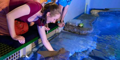 凱恩斯水族館海洋生物探索之旅