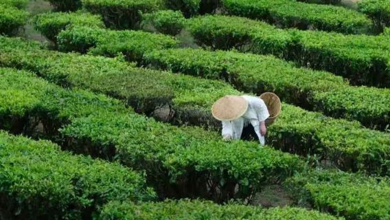 Lawatan Sehari Tarikan Pelancongan Rehai + Ladang Teh Dadi + Tarikan Pelancongan Tanah Lembap Beihai | Kumpulan Kecil Eksklusif Hanya Bermain