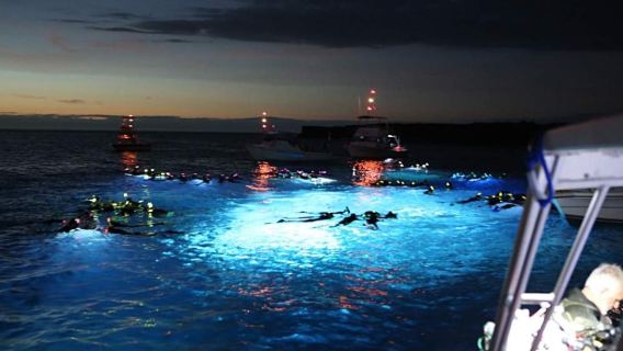Nächtliches Schnorchelerlebnis mit Mantarochen auf der Großen Insel