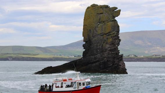 Dingle: Guided Mini Eco Boat Tour (2 Hours)