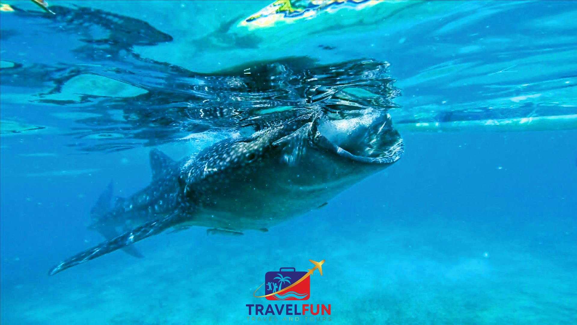 Oslob Whale Shark Watching + Moalboal Sardines Storm Snorkeling one-day tour