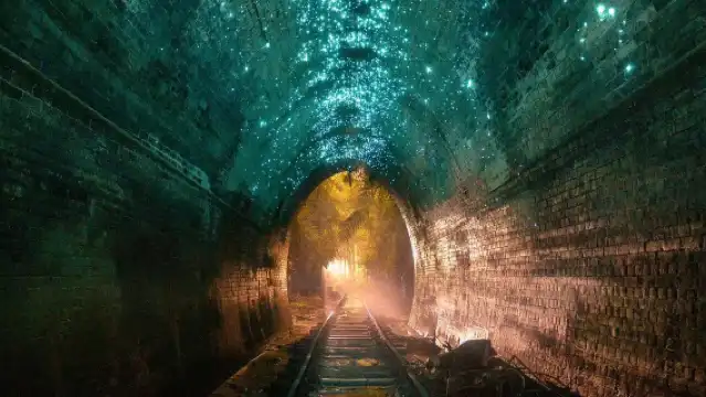 澳洲悉尼螢火蟲隧道一日遊【藍光螢火蟲洞華人包車】