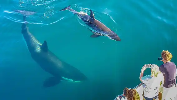 ทัวร์ดูปลาวาฬและโลมาโอ๊คแลนด์ นิวซีแลนด์ - ทริปเรือโอ๊คแลนด์ - พบกับสัตว์ทะเลป่าที่น่าสนใจมากมาย ออกเดินทางง่าย คุ้มค่าเงิน กิจกรรมพิเศษ