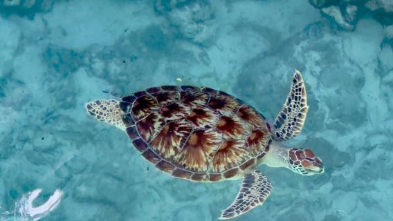 Zanzibar: Nuoto con le Tartarughe Marine a Kizimkazi e Tour della Grotta di Salaam