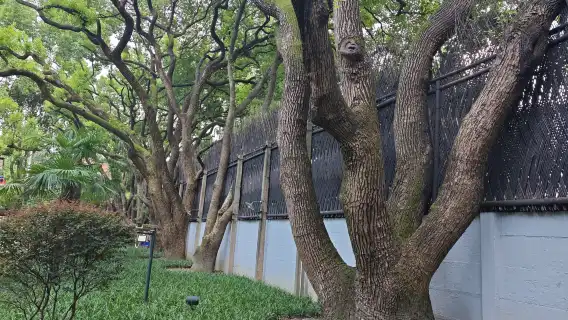 Soong Ching Ling Memorial Residence In Shanghai + Wukang Mansion + Wukang Road 2-hour guide with earphone included