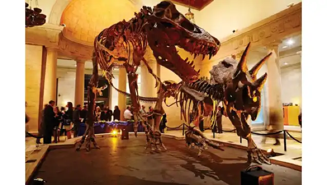 Natural History Museum LA: Entry + Fierce! The Story of Cats