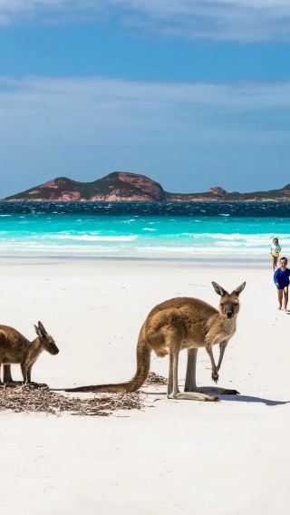 Adelaide Kangaroo Island Seal Bay Conservation Park 1-day tour [Multiple departure points/Includes boat ticket/Lunch]