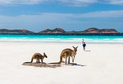 Adelaide Kangaroo Island Seal Bay Conservation Park 1-day tour [Multiple departure points/Includes boat ticket/Lunch] AUD 356.67