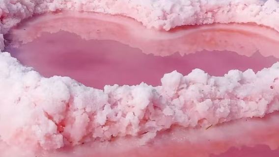 【坎昆出發】粉鹽湖&火烈鳥自然保護區包車一日遊【中文司機】