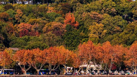 Hangzhou West Lake rowing boat (40 minutes) + guide + Leifeng Tower admission ticket half-day tour