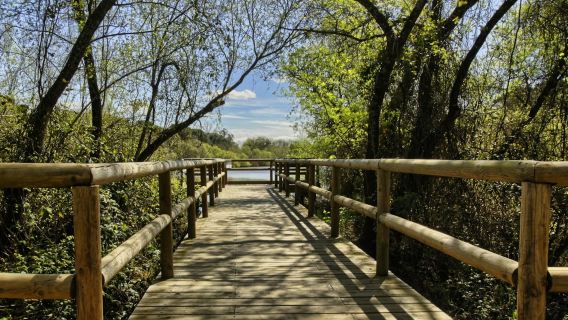 Parque Nacional de Doñana y El Rocío: excursión de un día desde Sevilla
