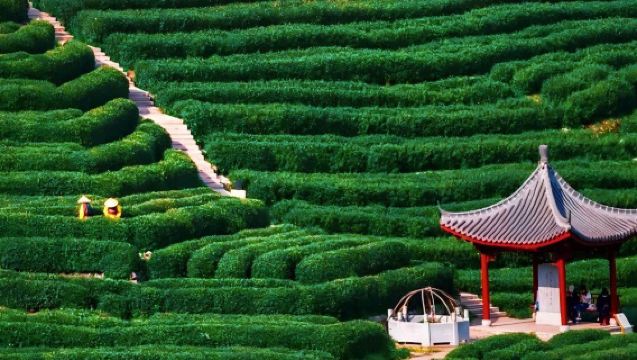 ซูโจวไปกลับ: หางโจว หมู่บ้านหลงเจียง + เส้นทางไม้ไผ่หยุนฉี + ควายคิวซี่ ไกด์นำเที่ยวเหมารถ กำหนดการเดินทางได้