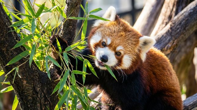 Asahikawa Zoo Day Tour