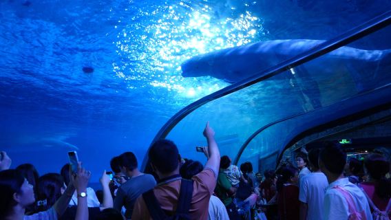 Kanton Ocean World prywatna wycieczka z przewodnikiem na cały dzień (wliczony bilet wstępu): elastyczna godzina rozpoczęcia!
