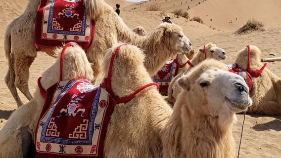 Private chartered tour to flaming mountain + thousand Buddha caves + Grape Valley + Karez + Tuyuk valley 1-day tour