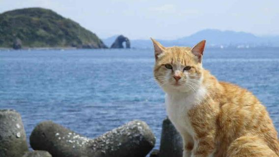 "Ainoshima Island: The Cat Island" and Summer Tradition at Miyajidake Shrine "Furin Festival" Kyushu Short Trip [Departing from Hakata] | Organized by Japanese Travel Agency