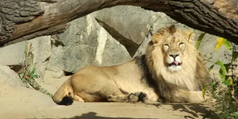 柏林親子自然日:動物園·水族館·科技博物館 包車一日遊 中文