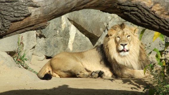 Hari Semula Jadi Keluarga di Berlin: Zoo · Akuarium · Muzium Sains [Lawatan Sehari Sewaan Peribadi Bahasa Cina]