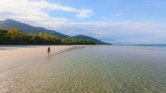 1-day tour in Cairns - Daintree rainforest wildlife habitat and Cape Tribulation beach