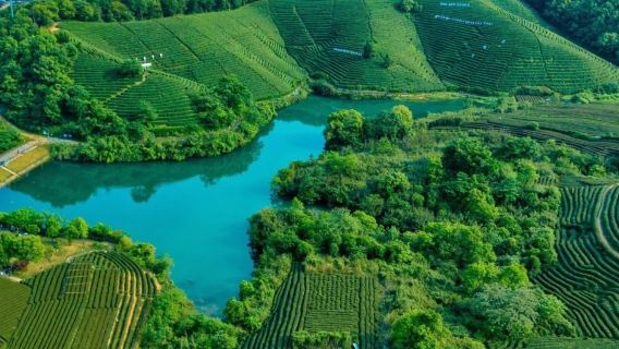 Hangzhou Longwu Tea Village tea garden secret hike + tea picking + outdoor tea tasting experience