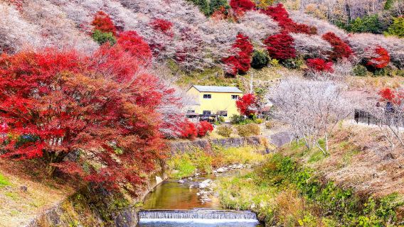 ¡Cerezos en otoño e iluminación nocturna de Korankei! Excursión de 1 día desde Nagoya