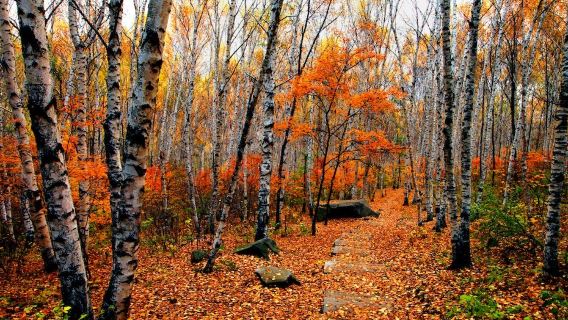 Labagoumen Hutan Pokok Birch lawatan sehari menikmati musim luruh