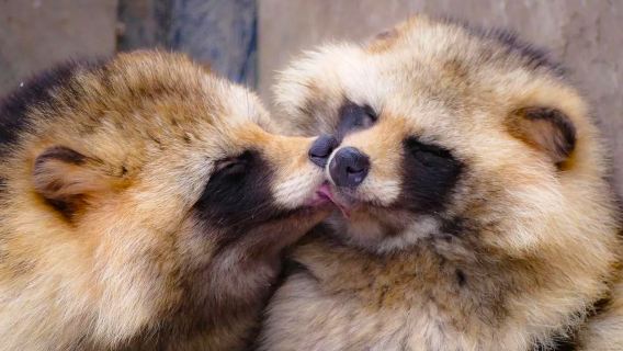 北海道一日遊-旭山動物園&白須瀑布&青池&網紅聖誕樹小團可選