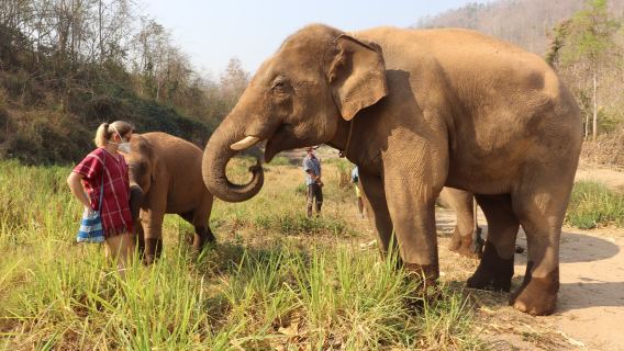 Tour nửa ngày tại Công viên voi Kerchor Eco Valley ở Chiang Mai, Thái Lan