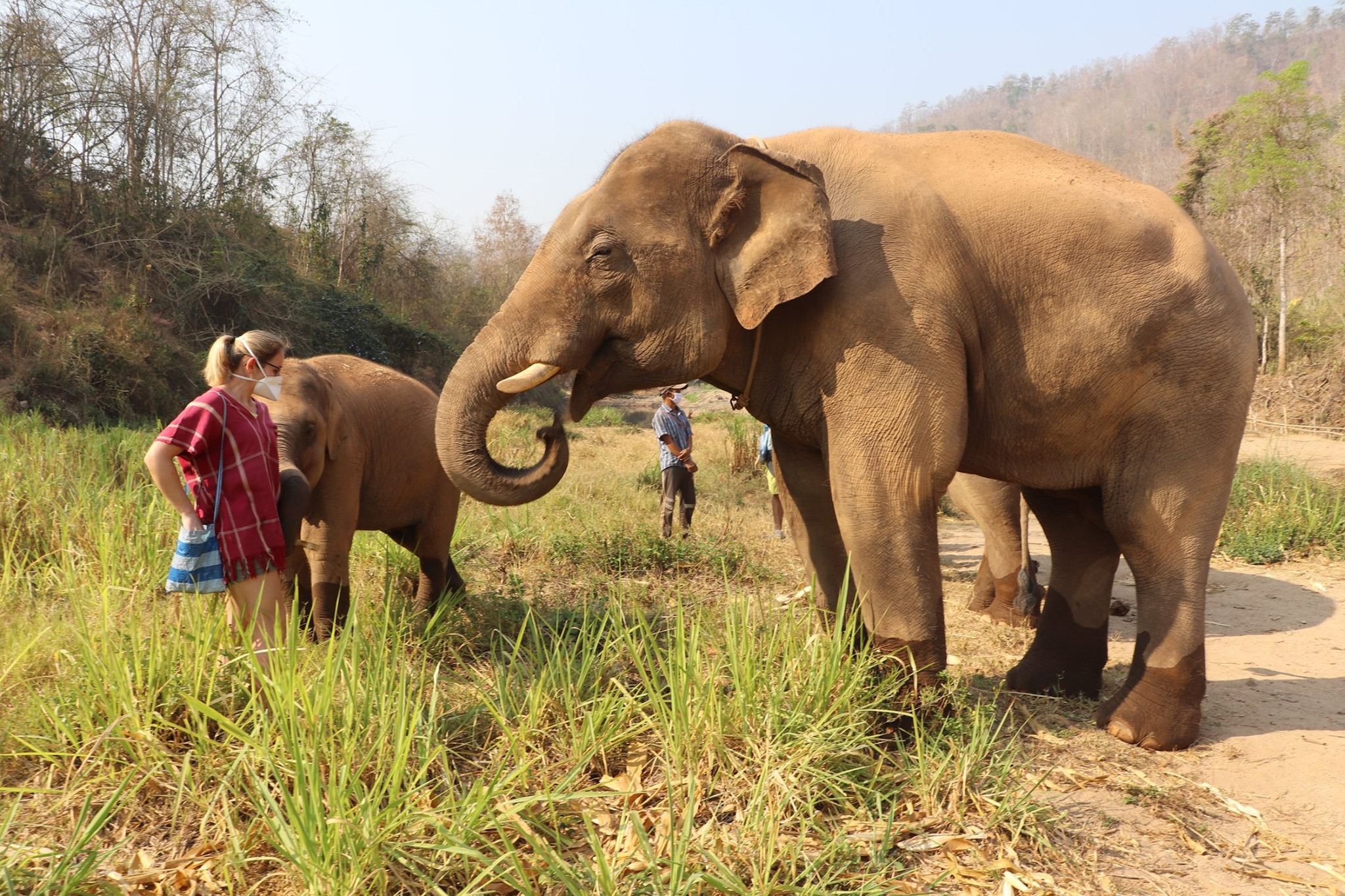 Tour giornaliero di mezza giornata al Parco Ecologico degli Elefanti Kerchor a Chiang Mai, Thailandia