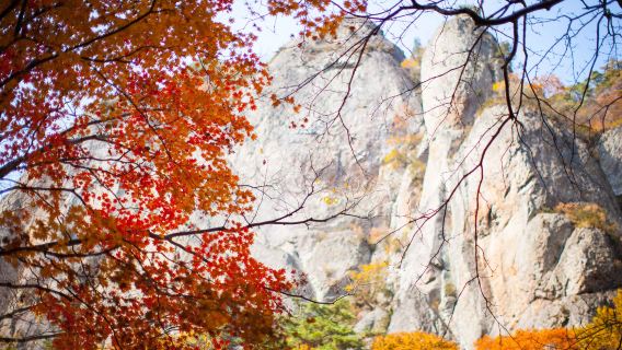 ทัวร์วันเดียว/ทัวร์หลายวัน ใบไม้เปลี่ยนสีที่อุทยานแห่งชาติจูวังซาน (ออกเดินทางจากปูซาน / กลุ่ม 4 คน)