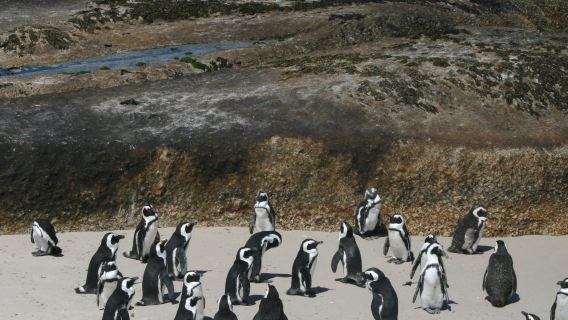 Cape Town: Cape Peninsula & Boulders Beach Tour