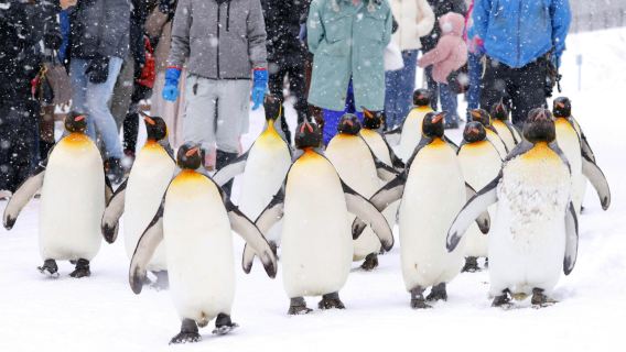 Excursion d'une journée au Zoo d'Asahiyama, au Lac Bleu, à Shikisai-no-Oka et aux arbres célèbres de Biei à Hokkaido, Japon