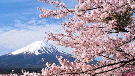 Билет на автобус по Японии: Синдзюку – станция Фудзисан – Кавагучи (Фудзикю), туда и обратно, электронный билет (сканирование кода для посадки + без обмена билета)