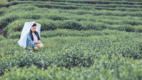 杭州西湖龍井村採茶半日遊【含茶園健行+採茶+炒茶體驗+品茶】