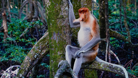 Kinabatangan
