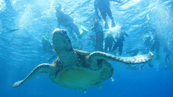 沖縄県慶良間諸島渡嘉敷島への日帰りツアー:那覇から船で出発、ランチ、シュノーケリング中国語